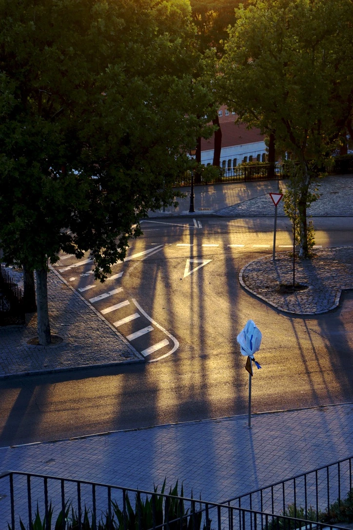 Long evening shadows across a quiet tree-lined street